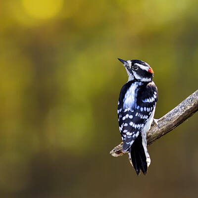 Celebrity Caricatures - Autumn Downy Woodpecker by Bill and Linda Tiepelman