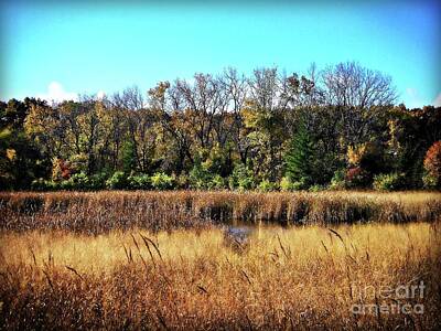 Frank J Casella Royalty-Free and Rights-Managed Images - Autumn in the Wetlands by Frank J Casella