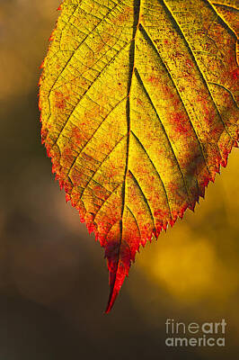 Nfl Team Signs - Autumn Leaf  by John Greim
