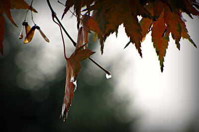 Pool Hall - Autumn Raindrops by KATIE Vigil