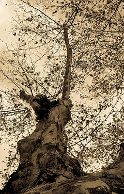 Fromage - Autumn Sky in Sepia Tones by AM FineArtPrints