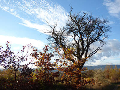 Movie Tees - Autumn tree by Miroslav Nemecek