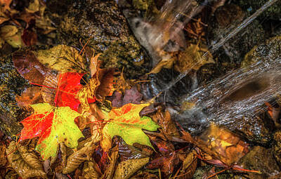 Polaroid Camera - Autumn Wash  by Donnie Whitaker