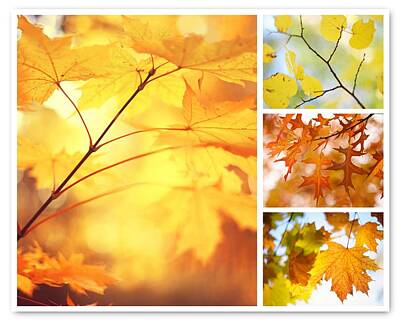 Nailia Schwarz Food Photography - Autumnal Colors 1. Four Seasons Collage by Jenny Rainbow