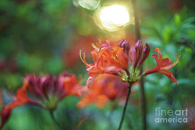 Impressionism Photos - Azaleas Golden Light from Above by Mike Reid
