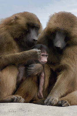 Target Project 62 Abstract - Baboon Family by Nancy Aurand-Humpf