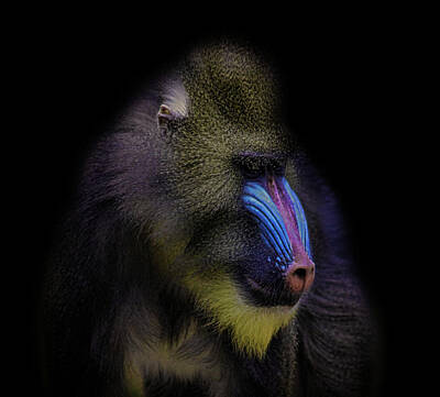 Portraits Photos - Baboon Portrait by Martin Newman
