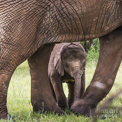 Word Signs - Baby Afrfican Elephant Calf by Mariusz Prusaczyk