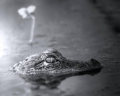 Abstract Dining - Baby Alligator Close Up by Mark Andrew Thomas