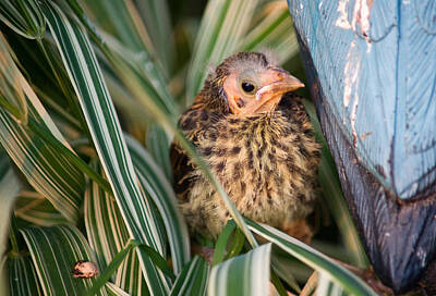 Road And Street Signs - Baby Bird Hiding in Grass by Douglas Barnett