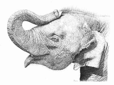 Animals Drawings Rights Managed Images - Baby Elephant Royalty-Free Image by Casey 