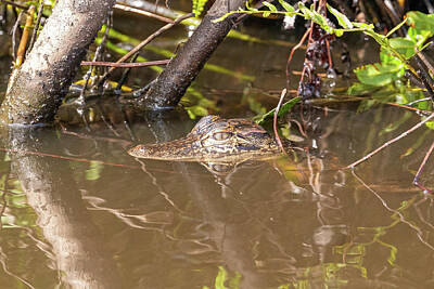 Reptiles Photo Royalty Free Images - Baby Gator in the Swamp Royalty-Free Image by Tony Hake