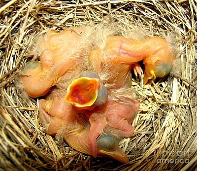Roses Royalty-Free and Rights-Managed Images - Baby Robins newly hatched by Rose Santuci-Sofranko