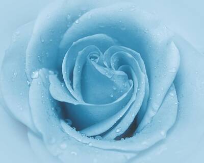 Roses Photos - Baby Soft - Blue by Angie Tirado