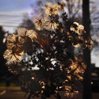 Have A Cupcake - Backlit Blossom by George Taylor