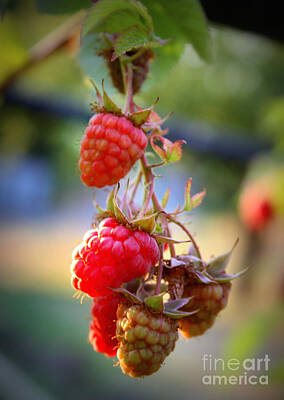 Food And Beverage Photos - Backyard Garden Series - The Freshest Raspberries by Carol Groenen