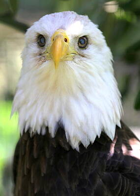 Animals Royalty-Free and Rights-Managed Images - Bald Eagle 2 by Imagery-at- Work