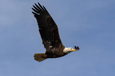 Abstract Animalia - Bald Eagle In Flight Against a Beautiful Blue Sky by Tony Hake