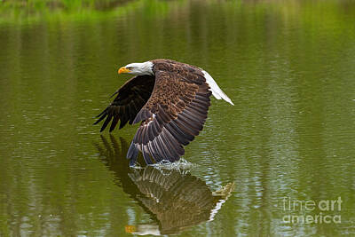 Beach House Shell Fish - Bald Eagle in low flight over a lake by Les Palenik