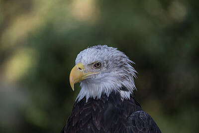 Cactus Royalty Free Images - Bald Eagle Portrait Royalty-Free Image by Ronnie Maum