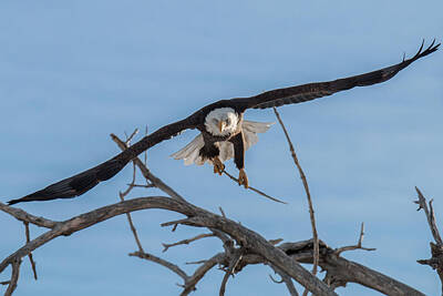Landmarks Photo Royalty Free Images - Bald Eagle Takes Flight Head On Royalty-Free Image by Tony Hake