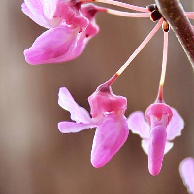 Old Masters - Ballet of Redbud Blooms by M E