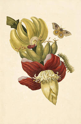 Vintage Laboratory - Banana tree flower by Celestial Images