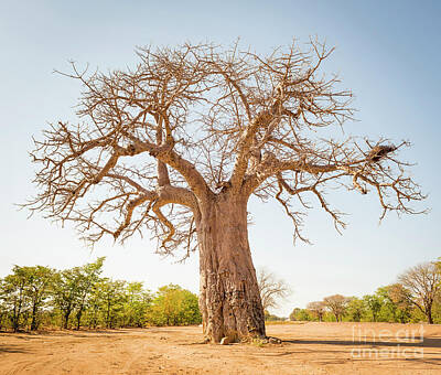 States As License Plates - Baobab Tree by THP Creative