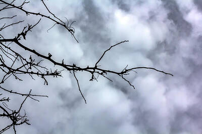 Jimi Hendrix - Bare Branches and Clouds by Robert Ullmann