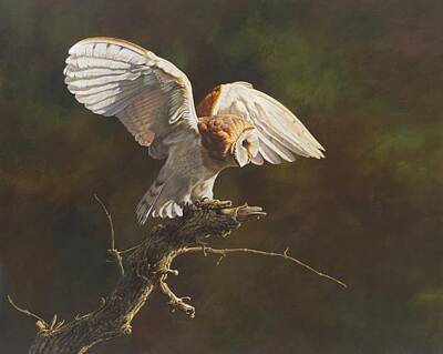 Portraits Paintings - Barn Owl by Alan M Hunt