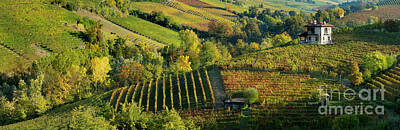 Wine Rights Managed Images - Barolo Vineyards Royalty-Free Image by Brian Jannsen