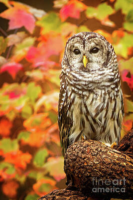 Street Posters - Barred Owl Autumn by Todd Bielby