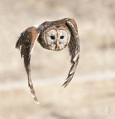Studio Grafika Patterns - Barred Owl Flight by Judi Dressler