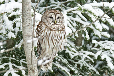 Vintage Porsche Royalty Free Images - Barred Owl  in the Snow Royalty-Free Image by Michael Peychich