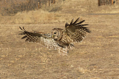 Vintage Signs - Barred Owl Prepped For Landing by Tony Hake