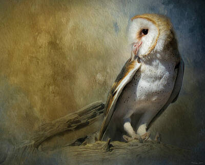 Mixed Media - Bashful Barn Owl by Teresa Wilson