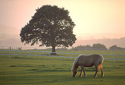 Sweet Tooth Rights Managed Images - Bay Horse Grazes in Gloaming Royalty-Free Image by Carl Purcell