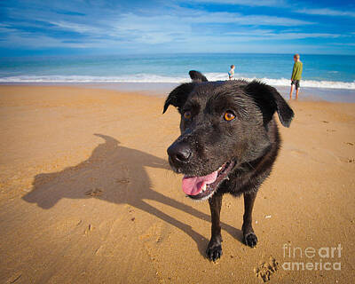 Norman Rockwell Rights Managed Images - Beach Dog Royalty-Free Image by Michael Clubb
