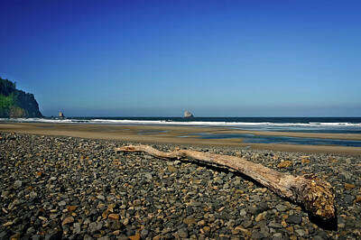 Staff Picks Rosemary Obrien - Beach Driftwood by Albert Seger