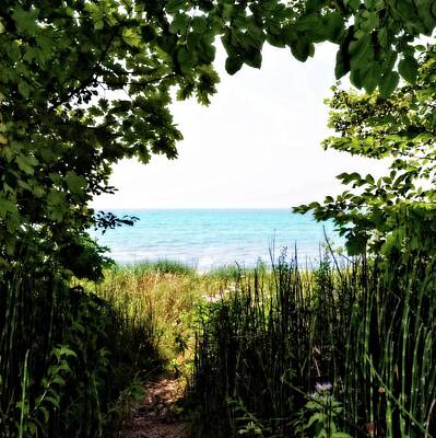 Reptiles Photos - Beach Path with Snake Grass by Michelle Calkins