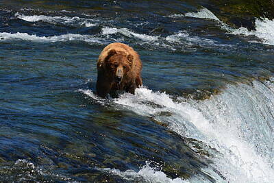 Whimsical Flowers - Bear at the Top of the Falls by Patricia Twardzik