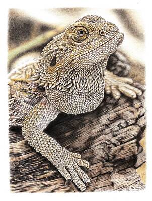 Animals Drawings - Bearded Dragon by Casey 