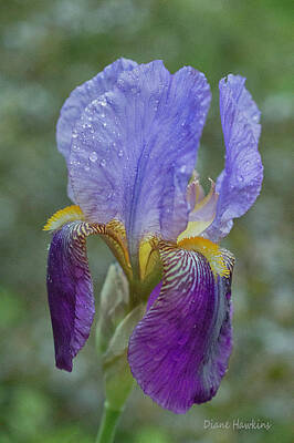 Unicorn Dust - Bearded Iris by Diane Hawkins