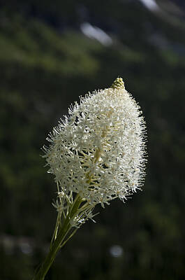 Landscapes Kadek Susanto Royalty Free Images - Beargrass Squaw Grass - 3 Royalty-Free Image by Paul Cannon
