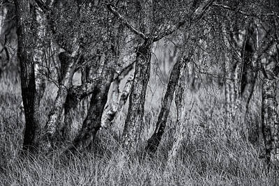 Neutrality - Beautiful black and white image of trees in forest in Spring by Matthew Gibson