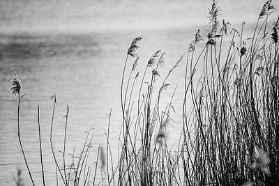 Modern Kitchen Royalty Free Images - Beautiful black and white landscape image of reeds in Winter lak Royalty-Free Image by Matthew Gibson