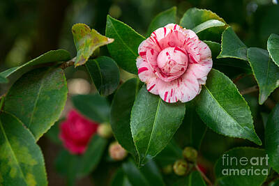 Abstract Sailboats - Beautiful Camellia Marischino flower. by Jamie Pham