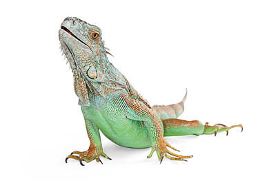 Reptiles Photo Royalty Free Images - Beautiful Iguana Lizard Isolated on White Royalty-Free Image by Good Focused