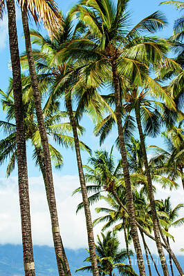 Patriotic Signs - Beautiful Palms of Maui 16 by Micah May