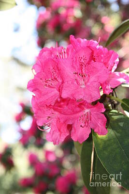 On Trend Breakfast Royalty Free Images - Beautiful Pink Rhododendron Royalty-Free Image by Carol Groenen